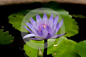 Purple water lily, close up , lotus