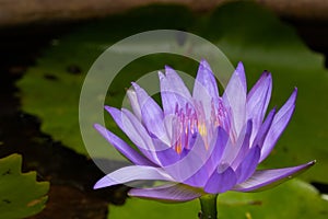 Purple water lily, close up , lotus