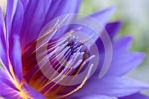 Purple water lily closeup