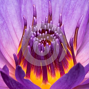 Purple Water Lily Closeup