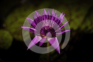 A purple water lily in dark background