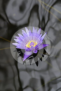 Purple water lily in dark water