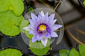 Purple Water Lily Flower