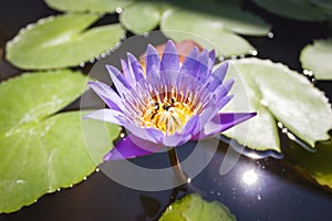 Purple water lily flower and a bees closeup with green leaves on water