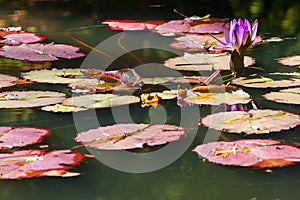 Purple Water Lily Flower And Lilypads In North Georgia Pond