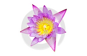 Purple water lily flower lotus isolate