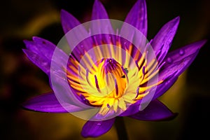 Purple water lily flower macro close-up shot, saturated colors, isolated waterlily flower