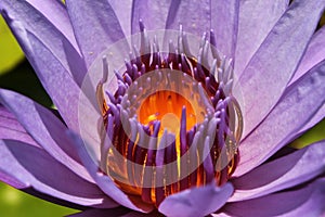 purple water lily flower macro with orange flower core