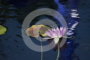 Purple Water Lily Flower With Reflection Floating in Watery Background