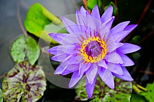 Purple water lily flowers