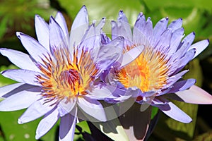 Purple Water Lily Flowers