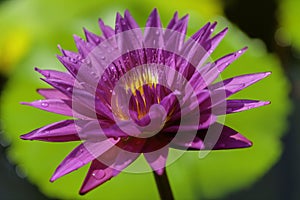 A purple water lily in green background