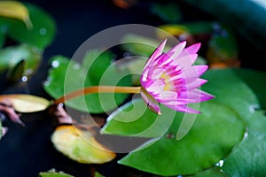 The purple Water lily with green leaf in the pond.