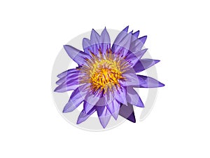 Purple water lily isolated on white background