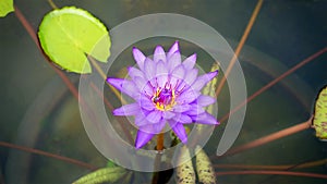 Purple Water Lily and Lily Pads in the Pond