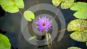 Purple Water Lily and Lily Pads in the Pond