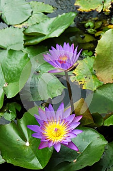 Purple Water Lily Lotus