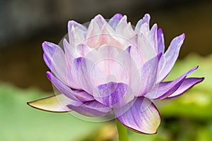 Purple water lily or lotus flower.