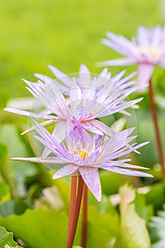 Purple water lily or lotus flower.