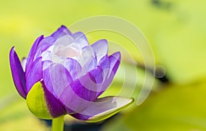 Purple water lily or lotus flower.