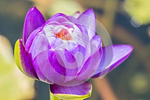 Purple water lily or lotus flower.