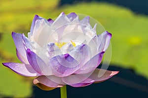 Purple water lily or lotus flower.