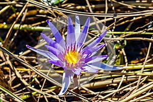 Purple water lily or lotus flower.