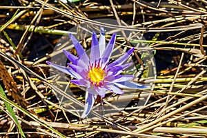 Purple water lily or lotus flower.