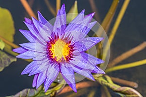 Purple water lily or lotus flower blooming in pond.