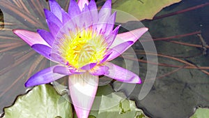 Purple Water Lily - Macro