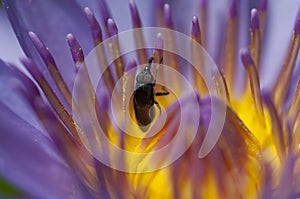 Purple water lily macro