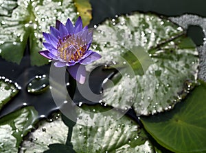 Purple Water Lily in the pond