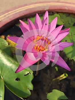 Purple water lily in the pond.