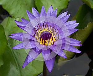 Purple water lily in the pond