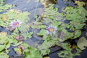 Purple water lily in the pool