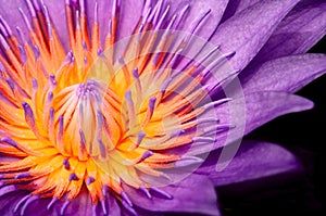 Purple Water Lily, Purple Lotus macro shot showing pistil and stamen isolated on black