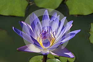 Purple water lily in small green pond