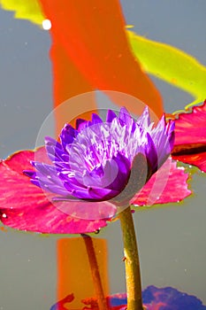 Purple water lily and stem with red and yellow reflections