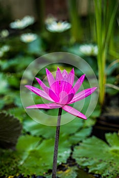 Purple water lily surrounded by leaves on surface of the pond. Close up of beautiful lotus flower. Flower background. Spa concept