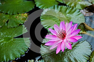 Purple water lily surrounded by leaves on surface of the pond. Close up of beautiful lotus flower. Flower background. Spa concept