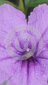 Purple waterkanon flower texture closeup