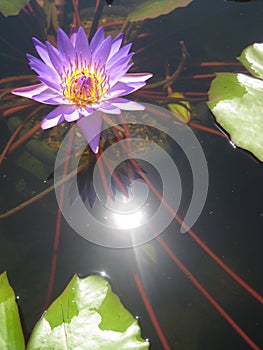 Purple waterlilly in a pot in a pond