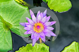 Purple waterlilly on water
