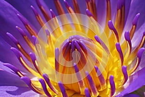 Purple Waterlily