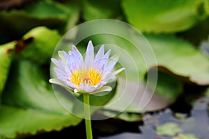 Purple waterlily