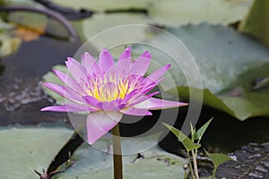 Purple waterlily