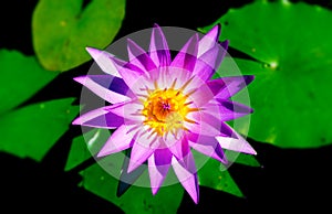 Purple Waterlily