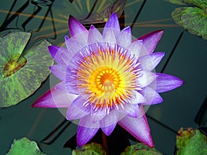 Purple waterlily photo