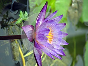 Purple waterlily in bloom