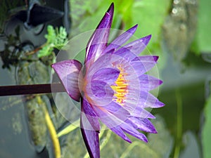 Purple waterlily in bloom photo